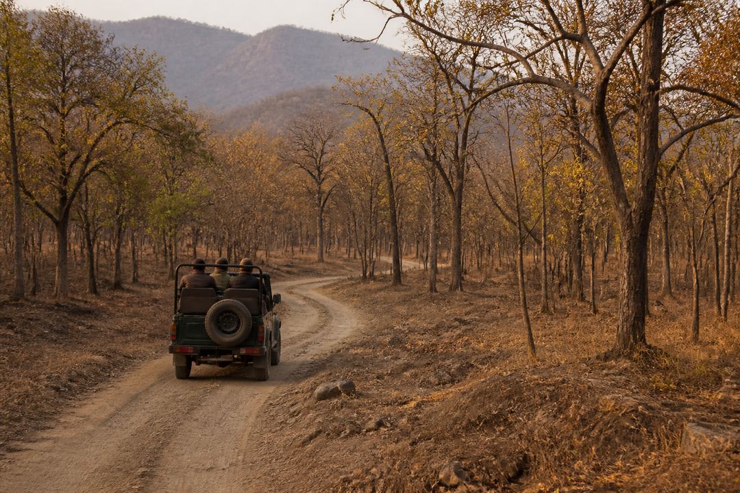 Open safari jeep driving along a dirt track through dry forest in North India with low hills in the distance.