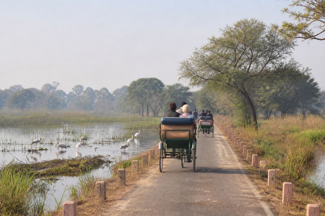 Wetland track at Keoladeo National Park near Bharatpur with water birds, trees and visitors riding in cycle-rickshaws.