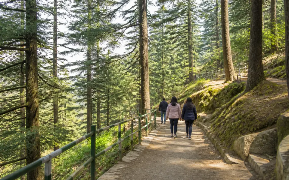 Tall deodar and pine trees in a hill forest near Dhanaulti with a walking path and a few visitors.