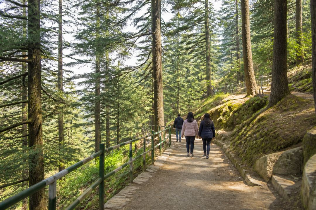 Tall deodar and pine trees in a hill forest near Dhanaulti with a walking path and a few visitors.