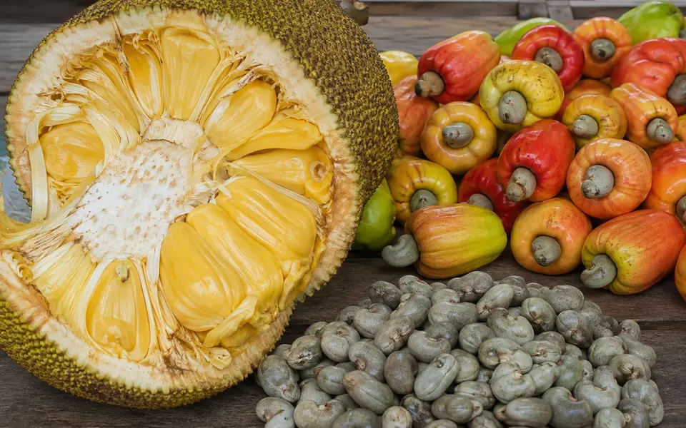 A cut ripe jackfruit with golden bulbs beside cashew apples and raw cashew nuts