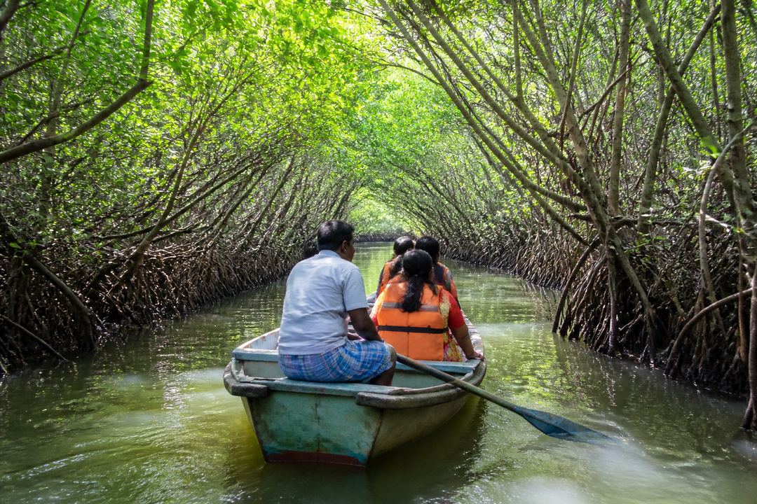 Rowboat carrying visitors through a narrow green tunnel of mangrove trees at Pichavaram near Chidambaram.