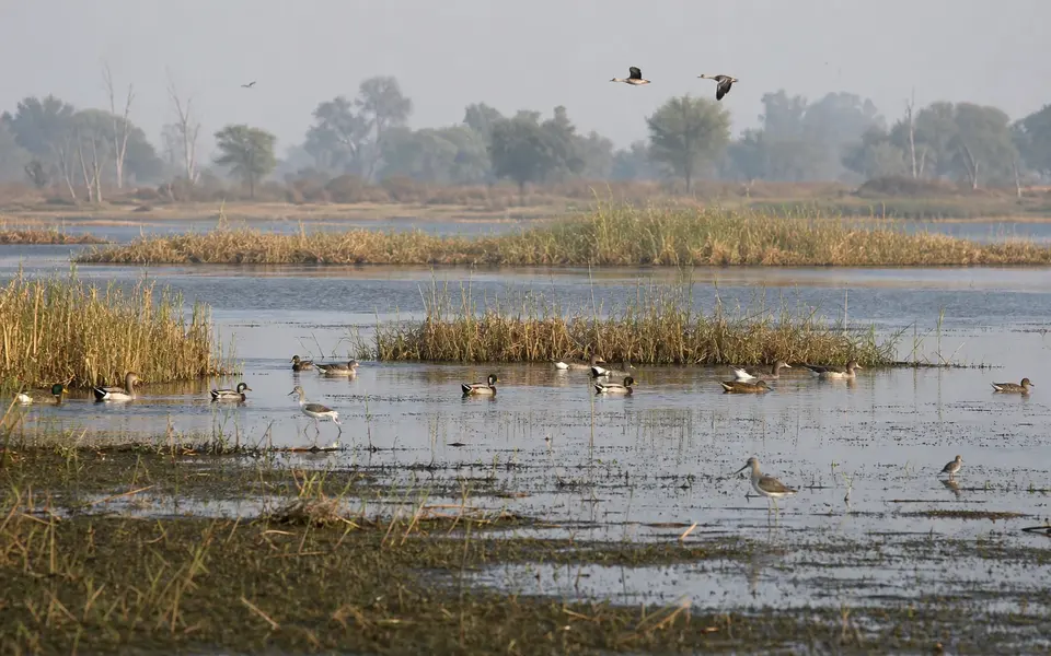 Illustrative view of a reed-lined wetland with waterbirds at Samaspur Bird Sanctuary.