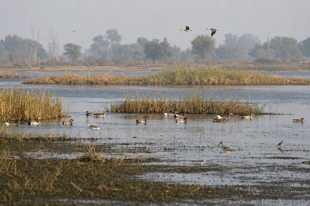 Illustrative view of a reed-lined wetland with waterbirds at Samaspur Bird Sanctuary.